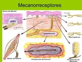 Mecanorreceptores  