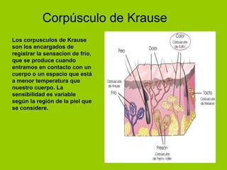 Corpúsculo de Krause Los corpusculos de Krause son los encargados de registrar la sensacion de frío, que se produce cuando entramos en contacto con un cuerpo o un espacio que está a menor temperatura que nuestro cuerpo. La sensibilidad es variable según la región de la piel que se considere. 