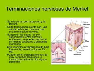 Terminaciones nerviosas de Merkel - Se relacionan con la presión y la textura.  - Cada terminación cuenta con  una célula de Merkel, cercana con una terminación nerviosa.  - Surgen en las capas  de piel superficiales (entre dermis y epidermis), se pueden encontrar en huellas dactilares y glándulas mamarias. - Son sensibles a vibraciones de baja frecuencia, entre los 5 y los 15 Hz. - Pueden sentir desplazamientos de muy pequeñas longitudes, e incluso discriminar en los signos del braille 