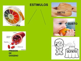 TACTO GUSTO OLFATO PH PRESION  DE OXIGENO ESTIMULOS 