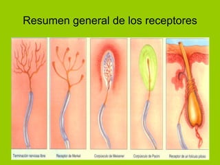 Resumen general de los receptores 