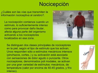 Nocicepciòn ¿Cuáles son las vías que transmiten la información nociceptiva al cerebro?.   La nocicepción comienza cuando un estímulo, lo suficientemente intenso como para provocar daño tisular, afecta alguna parte del organismo activando a los nociceptores localizados en esa zona. Se distinguen dos clases principales de nociceptores en la piel, según el tipo de estímulo que los activan. Unos responden sólo a estímulos mecánicos intensos (pinchazos, cortes..) y su activación está asociada con sensaciones de dolor agudo o punzante. Otros nociceptores, denominados poli modales, se activan por una gran variedad de estímulos: mecánicos, de temperatura (calor por encima de 40-45 grados, y frío intenso). 