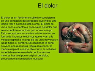 El dolor El dolor es un fenómeno subjetivo consistente en una sensación desagradable que indica una lesión real o potencial del cuerpo. El dolor se inicia en los receptores especiales del dolor que se encuentran repartidos por todo el cuerpo. Estos receptores transmiten la información en forma de impulsos eléctricos que envían a la médula espinal a lo largo de las vías nerviosas y luego hacia el cerebro. En ocasiones la señal provoca una respuesta refleja al alcanzar la médula espinal; cuando ello ocurre, la señal es inmediatamente reenviada por los nervios motores hasta el punto original del dolor, provocando la contracción muscular  