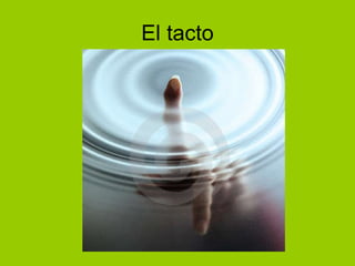 El tacto 