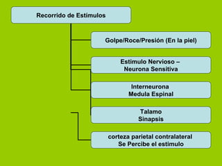 Recorrido de Estímulos Golpe/Roce/Presión (En la piel) Estimulo Nervioso –  Neurona Sensitiva Interneurona  Medula Espinal Talamo Sinapsis corteza parietal contralateral  Se Percibe el estimulo 