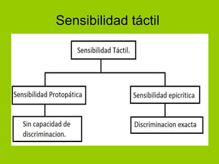 Sensibilidad táctil  
