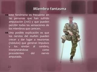 Miembro fantasma este fenómeno es frecuente en las personas que han sufrido amputación (70%) y que pueden percibir todas las sensaciones de los miembros que carecen. Una posible explicación es que los nervios del muñón pueden crecer y dar lugar a neuromas (nódulos) que generan impulsos y los envían al cerebro, interpretándose como procedentes del nervio amputado. 