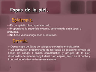Capas de la piel . Epidermis. Es un epitelio plano queratinizado. Proporciona la superficie externa, denominada  capa basal  o profunda. No tiene vasos sanguíneos ni linfáticos. Dermis. Densa capa de  fibras de colágeno y elastina  entrelazadas. La distribución predominante de las fibras de colágeno forman las líneas de Langer (Tensión característica y arrugas de la piel) distribuidas de manera longitudinal o en espiral, salvo en el cuello y tronco donde lo hacen transversalmente . 