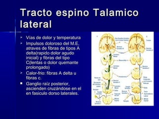 Tracto eessppiinnoo TTaallaammiiccoo 
llaatteerraall 
 VVííaass ddee ddoolloorr yy tteemmppeerraattuurraa 
 IImmppuullssooss ddoolloorroossoo ddeell MM..EE,, 
aattrraavveess ddee ffiibbrraass ddee ttiippooss AA 
ddeellttaa((rraappiiddoo ddoolloorr aagguuddoo 
iinniicciiaall)) yy ffiibbrraass ddeell ttiippoo 
CC((lleennttaass oo ddoolloorr qquueemmaannttee 
pprroolloonnggaaddoo)) 
 CCaalloorr--ffrriioo:: ffiibbrraass AA ddeellttaa uu 
ffiibbrraass cc.. 
 GGaanngglliioo rraaíízz ppoosstteerriioorr,, 
aasscciieennddeenn ccrruuzzáánnddoossee eenn eell 
eenn ffaassiiccuulloo ddoorrssoo llaatteerraalleess.. 
 