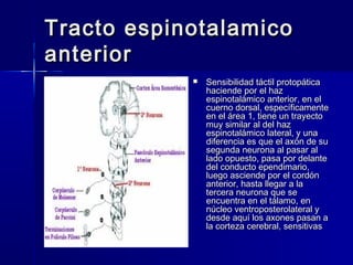 Tracto eessppiinnoottaallaammiiccoo 
aanntteerriioorr 
 SSeennssiibbiilliiddaadd ttááccttiill pprroottooppááttiiccaa 
hhaacciieennddee ppoorr eell hhaazz 
eessppiinnoottaalláámmiiccoo aanntteerriioorr,, eenn eell 
ccuueerrnnoo ddoorrssaall,, eessppeeccííffiiccaammeennttee 
eenn eell áárreeaa 11,, ttiieennee uunn ttrraayyeeccttoo 
mmuuyy ssiimmiillaarr aall ddeell hhaazz 
eessppiinnoottaalláámmiiccoo llaatteerraall,, yy uunnaa 
ddiiffeerreenncciiaa eess qquuee eell aaxxóónn ddee ssuu 
sseegguunnddaa nneeuurroonnaa aall ppaassaarr aall 
llaaddoo ooppuueessttoo,, ppaassaa ppoorr ddeellaannttee 
ddeell ccoonndduuccttoo eeppeennddiimmaarriioo,, 
lluueeggoo aasscciieennddee ppoorr eell ccoorrddóónn 
aanntteerriioorr,, hhaassttaa lllleeggaarr aa llaa 
tteerrcceerraa nneeuurroonnaa qquuee ssee 
eennccuueennttrraa eenn eell ttáállaammoo,, eenn 
nnúúcclleeoo vveennttrrooppoosstteerroollaatteerraall yy 
ddeessddee aaqquuíí llooss aaxxoonneess ppaassaann aa 
llaa ccoorrtteezzaa cceerreebbrraall,, sseennssiittiivvaass 
 