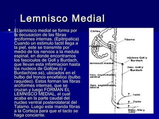 LLeemmnniissccoo MMeeddiiaall 
 EEll lleemmnniissccoo mmeeddiiaall ssee ffoorrmmaa ppoorr 
llaa ddeeccuussaacciioonn ddee llaass ffiibbrraass 
aarrcciiffoorrmmeess iinntteerrnnaass.. ((EEppiittrriippaattiiccaa)) 
CCuuaannddoo uunn eessttiimmuulloo ttaaccttiill lllleeggaa aa 
llaa ppiieell,, eessttee ssee ttrraannssmmiittee ppoorr 
mmeeddiioo ddee llooss nneerrvviiooss aa llaa mmeedduullaa 
eessppiinnaall,, eenn ddoonnddee eennccoonnttrraammooss 
llooss ffaasscciiccuullooss ddee GGoollll yy BBuurrddaacchh,, 
qquuee lllleevvaann eessttaa iinnffoorrmmaacciioonn hhaassttaa 
llooss nnuucclleeooss ddee GGoollll((eeee..iiii)) yy 
BBuurrddaacchh((eeee..ssss)),, uubbiiccaaddooss eenn eell 
bbuullbboo ddeell ttrroonnccoo eenncceeffaalliiccoo ((bbuullbboo 
rraaqquuiiddeeoo)).. EEssttooss ffoorrmmaann llaass ffiibbrraass 
aarrcciiffoorrmmeess iinntteerrnnaass,, qquuee ssee 
ccrruuzzaann yy lluueeggoo FFOORRMMAANN EELL 
LLEEMMNNIISSCCOO MMEEDDIIAALL,, eell ccuuaall 
aaccaabbaa eenn llaa ppaarrttee ccaauuddaall ddeell 
nnuucclleeoo vveennttrraall ppoosstteerroollaatteerraall ddeell 
TTaallaammoo.. LLuueeggoo eessttee mmaannddaa ffiibbrraass 
aa llaa CCoorrtteezzaa ppaarraa qquuee eell ttaaccttoo ssee 
hhaaggaa ccoonncciieennttee.. 
 
