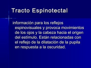 Tracto EEssppiinnootteeccttaall 
iinnffoorrmmaacciióónn ppaarraa llooss rreefflleejjooss 
eessppiinnoovviissuuaalleess yy pprroovvooccaa mmoovviimmiieennttooss 
ddee llooss oojjooss yy llaa ccaabbeezzaa hhaacciiaa eell oorriiggeenn 
ddeell eessttíímmuulloo.. EEssttáánn rreellaacciioonnaaddaass ccoonn 
eell rreefflleejjoo ddee llaa ddiillaattaacciióónn ddee llaa ppuuppiillaa 
eenn rreessppuueessttaa aa llaa oossccuurriiddaadd.. 
 