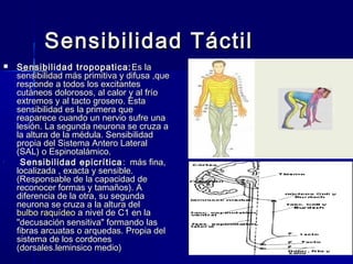 Sensibilidad TTááccttiill 
 SSeennssiibbiilliiddaadd ttrrooppooppaattiiccaa::EEss llaa 
sseennssiibbiilliiddaadd mmááss pprriimmiittiivvaa yy ddiiffuussaa ,,qquuee 
rreessppoonnddee aa ttooddooss llooss eexxcciittaanntteess 
ccuuttáánneeooss ddoolloorroossooss,, aall ccaalloorr yy aall ffrrííoo 
eexxttrreemmooss yy aall ttaaccttoo ggrroosseerroo.. EEssttaa 
sseennssiibbiilliiddaadd eess llaa pprriimmeerraa qquuee 
rreeaappaarreeccee ccuuaannddoo uunn nneerrvviioo ssuuffrree uunnaa 
lleessiióónn.. LLaa sseegguunnddaa nneeuurroonnaa ssee ccrruuzzaa aa 
llaa aallttuurraa ddee llaa mméédduullaa.. SSeennssiibbiilliiddaadd 
pprrooppiiaa ddeell SSiisstteemmaa AAnntteerroo LLaatteerraall 
((SSAALL)) oo EEssppiinnoottaalláámmiiccoo.. 
• SSeennssiibbiilliiddaadd eeppiiccrrííttiiccaa:: mmááss ffiinnaa,, 
llooccaalliizzaaddaa ,, eexxaaccttaa yy sseennssiibbllee.. 
((RReessppoonnssaabbllee ddee llaa ccaappaacciiddaadd ddee 
rreeccoonnoocceerr ffoorrmmaass yy ttaammaaññooss)).. AA 
ddiiffeerreenncciiaa ddee llaa oottrraa,, ssuu sseegguunnddaa 
nneeuurroonnaa ssee ccrruuzzaa aa llaa aallttuurraa ddeell 
bbuullbboo rraaqquuííddeeoo aa nniivveell ddee CC11 eenn llaa 
""ddeeccuussaacciióónn sseennssiittiivvaa"" ffoorrmmaannddoo llaass 
ffiibbrraass aarrccuuaattaass oo aarrqquueeddaass.. PPrrooppiiaa ddeell 
ssiisstteemmaa ddee llooss ccoorrddoonneess 
((ddoorrssaalleess..lleemmiinnssiiccoo mmeeddiioo)) 
 