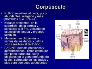 CCoorrppúússccuulloo 
 RRuuffffiinnii:: sseennssiibblleess aall ccaalloorr,, ppooccoo 
aabbuunnddaanntteess,, aallaarrggaaddoo yy mmaass 
pprrooffuunnddooss qquuee KKrraauussee 
 KKrraauussee:: pprreesseenntteess eenn llaa 
ssuuppeerrffiicciiee ddee llaa ddeerrmmiiss yy 
sseennssiibblleess aa aall ffrrííoo,, uubbiiccaaddoo eenn 
eessppeecciiaall eenn lleenngguuaa yy óórrggaannooss 
sseexxuuaalleess.. 
 MMeeiissssnneerr:: ssee uubbiiccaann eenn llaa 
yyeemmaass ddee llooss ddeeddooss yy ppaallmmaa 
,,ssoonn sseennssiibblleess aall ttaaccttoo ffiinnoo.. 
 PPAACCIINNEE:: ddeetteeccttaa pprreessiioonneess yy 
ddeeffoorrmmaacciioonneess ,, eessttooss eessttíímmuullooss 
ssoonn ppooccoo dduurraaddeerroo.. eessttáánn 
uubbiiccaaddooss eenn llaa zzoonnaa pprrooffuunnddaa ddee 
llaa ppiieell,, ssoobbrreettooddoo eenn llooss ddeeddooss yy 
ppiieess ppeerroo ssoonn ppooccoo aabbuunnddaanntteess 
 