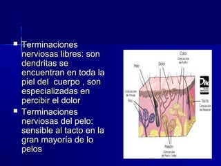  TTeerrmmiinnaacciioonneess 
nneerrvviioossaass lliibbrreess:: ssoonn 
ddeennddrriittaass ssee 
eennccuueennttrraann eenn ttooddaa llaa 
ppiieell ddeell ccuueerrppoo ,, ssoonn 
eessppeecciiaalliizzaaddaass eenn 
ppeerrcciibbiirr eell ddoolloorr 
 TTeerrmmiinnaacciioonneess 
nneerrvviioossaass ddeell ppeelloo:: 
sseennssiibbllee aall ttaaccttoo eenn llaa 
ggrraann mmaayyoorrííaa ddee lloo 
ppeellooss 
 