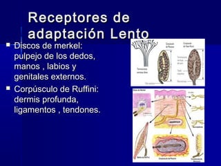 RReecceeppttoorreess ddee 
aaddaappttaacciióónn LLeennttoo 
 DDiissccooss ddee mmeerrkkeell:: 
ppuullppeejjoo ddee llooss ddeeddooss,, 
mmaannooss ,, llaabbiiooss yy 
ggeenniittaalleess eexxtteerrnnooss.. 
 CCoorrppúússccuulloo ddee RRuuffffiinnii:: 
ddeerrmmiiss pprrooffuunnddaa,, 
lliiggaammeennttooss ,, tteennddoonneess.. 
 