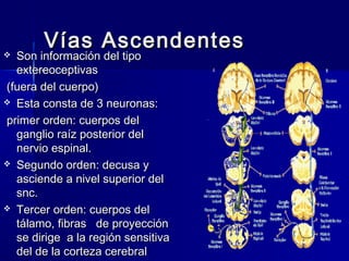 VVííaass AAsscceennddeenntteess 
 SSoonn iinnffoorrmmaacciióónn ddeell ttiippoo 
eexxtteerreeoocceeppttiivvaass 
((ffuueerraa ddeell ccuueerrppoo)) 
 EEssttaa ccoonnssttaa ddee 33 nneeuurroonnaass:: 
pprriimmeerr oorrddeenn:: ccuueerrppooss ddeell 
ggaanngglliioo rraaíízz ppoosstteerriioorr ddeell 
nneerrvviioo eessppiinnaall.. 
 SSeegguunnddoo oorrddeenn:: ddeeccuussaa yy 
aasscciieennddee aa nniivveell ssuuppeerriioorr ddeell 
ssnncc.. 
 TTeerrcceerr oorrddeenn:: ccuueerrppooss ddeell 
ttáállaammoo,, ffiibbrraass ddee pprrooyyeecccciióónn 
ssee ddiirriiggee aa llaa rreeggiióónn sseennssiittiivvaa 
ddeell ddee llaa ccoorrtteezzaa cceerreebbrraall 
 