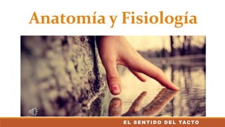Anatomía y Fisiología
E L S E NT IDO DE L TACTO
 