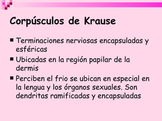 Corpúsculos de Krause Terminaciones nerviosas encapsuladas y esféricas  Ubicadas en la región papilar de la dermis Perciben el frio  se ubican en especial en la lengua y los órganos sexuales. Son dendritas ramificadas y encapsuladas 