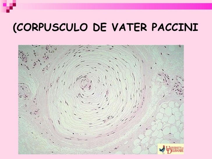 Sensibilidades somáticas – Fisiología