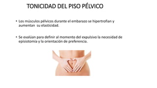TONICIDAD DEL PISO PÉLVICO
• Los músculos pélvicos durante el embarazo se hipertrofian y
aumentan su elasticidad.
• Se evalúan para definir al momento del expulsivo la necesidad de
episiotomía y la orientación de preferencia.
 