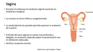 Vagina
• Durante el embarazo el conducto vaginal aumenta en
amplitud y longitud.
• La mucosa se torna trófica y congestionada.
• La elasticidad de las paredes permite apreciar la anatomía
de la pelvis.
• El fondo del saco vaginal se vuelve mas profundo y
delgado, en ocasiones dejando palpar la presentación aun
sin dilatación adecuada.
• Verificar anatomía normal.
Obstetricia y ginecología, O Rigol
 