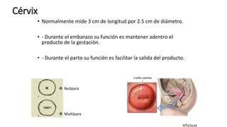 Cérvix
• Normalmente mide 3 cm de longitud por 2.5 cm de diámetro.
• - Durante el embarazo su función es mantener adentro el
producto de la gestación.
• - Durante el parto su función es facilitar la salida del producto.
 Nulípara
 Multípara
 