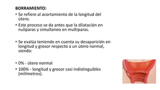 BORRAMIENTO:
• Se refiere al acortamiento de la longitud del
útero.
• Este proceso se da antes que la dilatación en
nulíparas y simultaneo en multiparas.
• Se evalúa teniendo en cuenta su desaparición en
longitud y grosor respecto a un útero normal,
siendo:
• 0% - útero normal
• 100% - longitud y grosor casi indistinguibles
(milímetros).
 
