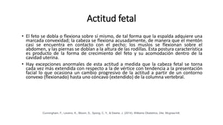 Actitud fetal
• El feto se dobla o flexiona sobre sí mismo, de tal forma que la espalda adquiere una
marcada convexidad; la cabeza se flexiona acusadamente, de manera que el mentón
casi se encuentra en contacto con el pecho; los muslos se flexionan sobre el
abdomen, y las piernas se doblan a la altura de las rodillas. Esta postura característica
es producto de la forma de crecimiento del feto y su acomodación dentro de la
cavidad uterina.
• Hay excepciones anormales de esta actitud a medida que la cabeza fetal se torna
cada vez más extendida con respecto a la de vértice con tendencia a la presentación
facial lo que ocasiona un cambio progresivo de la actitud a partir de un contorno
convexo (flexionado) hasta uno cóncavo (extendido) de la columna vertebral.
Cunningham, F., Leveno, K., Bloom, S., Spong, C. Y., & Dashe, J. (2014). Williams Obstetrics, 24e. Mcgraw-hill.
 