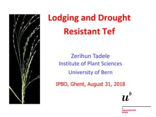 Lodging and Drought
Resistant Tef
Zerihun Tadele
Institute of Plant Sciences
University of Bern
IPBO, Ghent, August 31, 2018
 