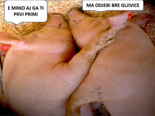 MA ODJEBI BRE GLJIVICE
E MRKO AJ GA TI
  PRVI PRIMI
 