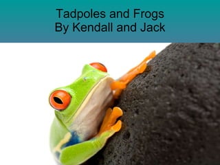 Tadpoles and Frogs By Kendall and Jack 