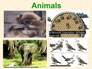 Animals 