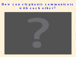 How can elephants communicate with each other? 