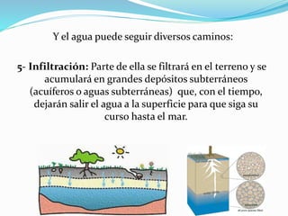 Y el agua puede seguir diversos caminos:
5- Infiltración: Parte de ella se filtrará en el terreno y se
acumulará en grandes depósitos subterráneos
(acuíferos o aguas subterráneas) que, con el tiempo,
dejarán salir el agua a la superficie para que siga su
curso hasta el mar.
 