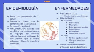 ENFERMEDADES
➔ ÁREAS NO VITALES
◆ Pueden no provocar síntomas
➔ ÁREAS VITALES
◆ CEREBRO
● Hidrocefalia
● Meningitis
● Daño a pares craneales
● Convulsiones
● Hiperreflexia
● defectos de la visión
◆ OJO
● Pérdida agudeza visual
● Alteraciones campo
visual
➔ Muerte larvas libera material
antigénico que produce fiebre
➔ Áreas con prevalencia de T.
solium
➔ Correlación directa con la
contaminación fecal humana
➔ Transmisión fecal-oral
➔ AUTOINFECCIÓN: cuando una
proglótide que contiene huevos
se regurgita del intestino
delgado hacia el estómago, lo
que permite que el huevo
eclosione y libere la oncosfera
infecciosa.
EPIDEMIOLOGÍA
 