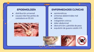 DIAGNÓSTICO
● recuperación de proglótides y
huevos o del gusano entero
● estudio de las ramas uterinas
de las proglótides
...