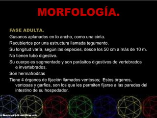 MORFOLOGÍA.
FASE ADULTA.
Gusanos aplanados en lo ancho, como una cinta.
Recubiertos por una estructura llamada tegumento.
Su longitud varía, según las especies, desde los 50 cm a más de 10 m.
No tienen tubo digestivo.
Su cuerpo es segmentado y son parásitos digestivos de vertebrados
e invertebrados.
Son hermafroditas
Tiene 4 órganos de fijación llamados ventosas; Estos órganos,
ventosas y garfios, son los que les permiten fijarse a las paredes del
intestino de su hospedador.
 