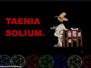 TAENIA
SOLIUM.
 