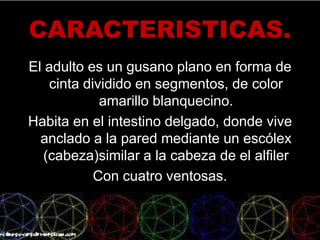 CARACTERISTICAS.
El adulto es un gusano plano en forma de
cinta dividido en segmentos, de color
amarillo blanquecino.
Habita en el intestino delgado, donde vive
anclado a la pared mediante un escólex
(cabeza)similar a la cabeza de el alfiler
Con cuatro ventosas.
 