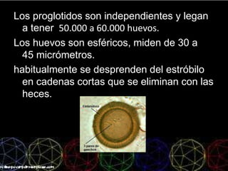 Los proglotidos son independientes y legan
a tener 50.000 a 60.000 huevos.
Los huevos son esféricos, miden de 30 a
45 micrómetros.
habitualmente se desprenden del estróbilo
en cadenas cortas que se eliminan con las
heces.
 