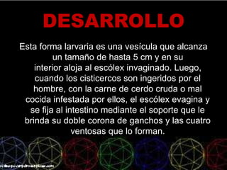 DESARROLLO
Esta forma larvaria es una vesícula que alcanza
un tamaño de hasta 5 cm y en su
interior aloja al escólex invaginado. Luego,
cuando los cisticercos son ingeridos por el
hombre, con la carne de cerdo cruda o mal
cocida infestada por ellos, el escólex evagina y
se fija al intestino mediante el soporte que le
brinda su doble corona de ganchos y las cuatro
ventosas que lo forman.
 
