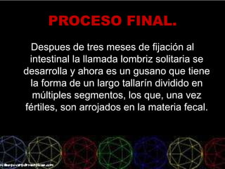 PROCESO FINAL.
Despues de tres meses de fijación al
intestinal la llamada lombriz solitaria se
desarrolla y ahora es un gusano que tiene
la forma de un largo tallarín dividido en
múltiples segmentos, los que, una vez
fértiles, son arrojados en la materia fecal.
 