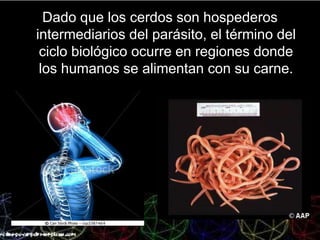 Dado que los cerdos son hospederos
intermediarios del parásito, el término del
ciclo biológico ocurre en regiones donde
los humanos se alimentan con su carne.
 
