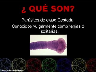 ¿ QUÉ SON?
Parásitos de clase Cestoda.
Conocidos vulgarmente como tenias o
solitarias.
 