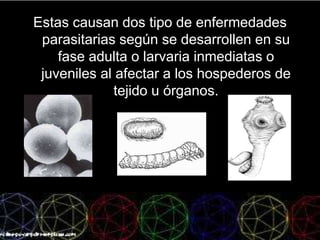 Estas causan dos tipo de enfermedades
parasitarias según se desarrollen en su
fase adulta o larvaria inmediatas o
juveniles al afectar a los hospederos de
tejido u órganos.
 