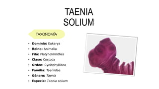 TAENIA
SOLIUM
TAXONOMÍA
• Dominio: Eukarya
• Reino: Animalia
• Filo: Platyhelminthes
• Clase: Cestoda
• Orden: Cyclophyllidea
• Familia: Taeniidae
• Género: Taenia
• Especie: Taenia solium
 