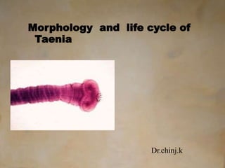 Morphology and life cycle of
Taenia
Dr.chinj.k
 