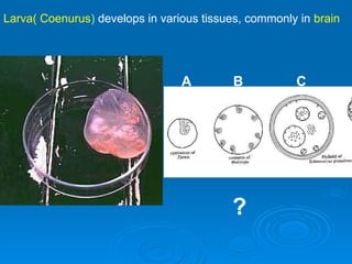 taenia multiceps-1-1.ppt ...