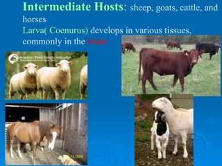 taenia multiceps-1-1.ppt ...
